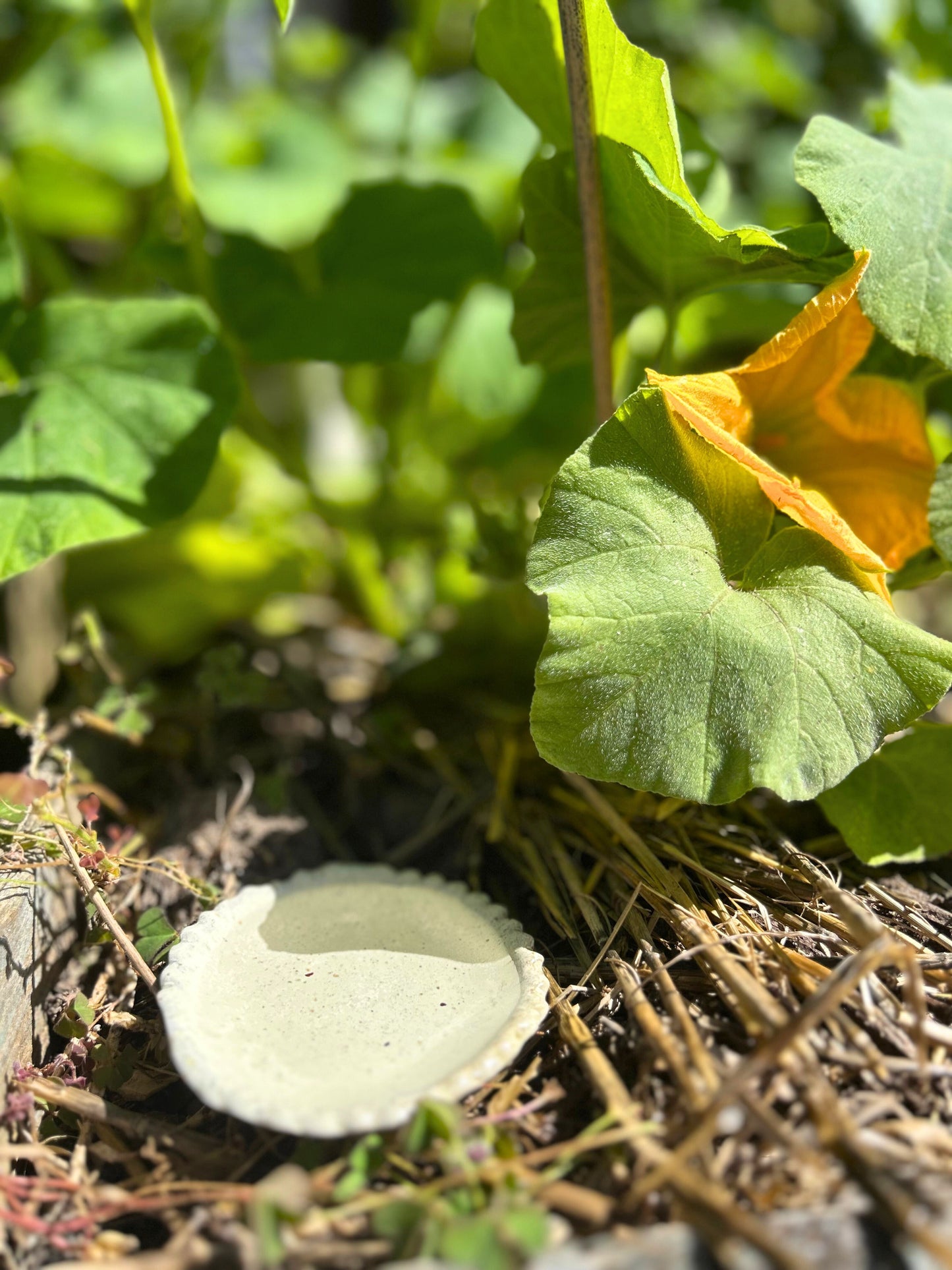 Coupelle abreuvoir pour pollinisateurs en céramique