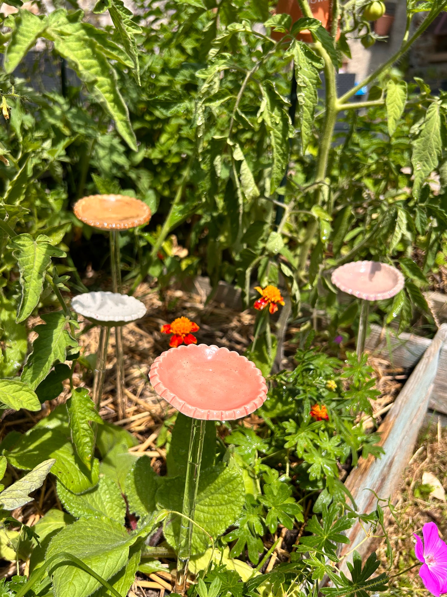 Hâltes fraîcheur pour pollinisateurs - papillons, abeilles