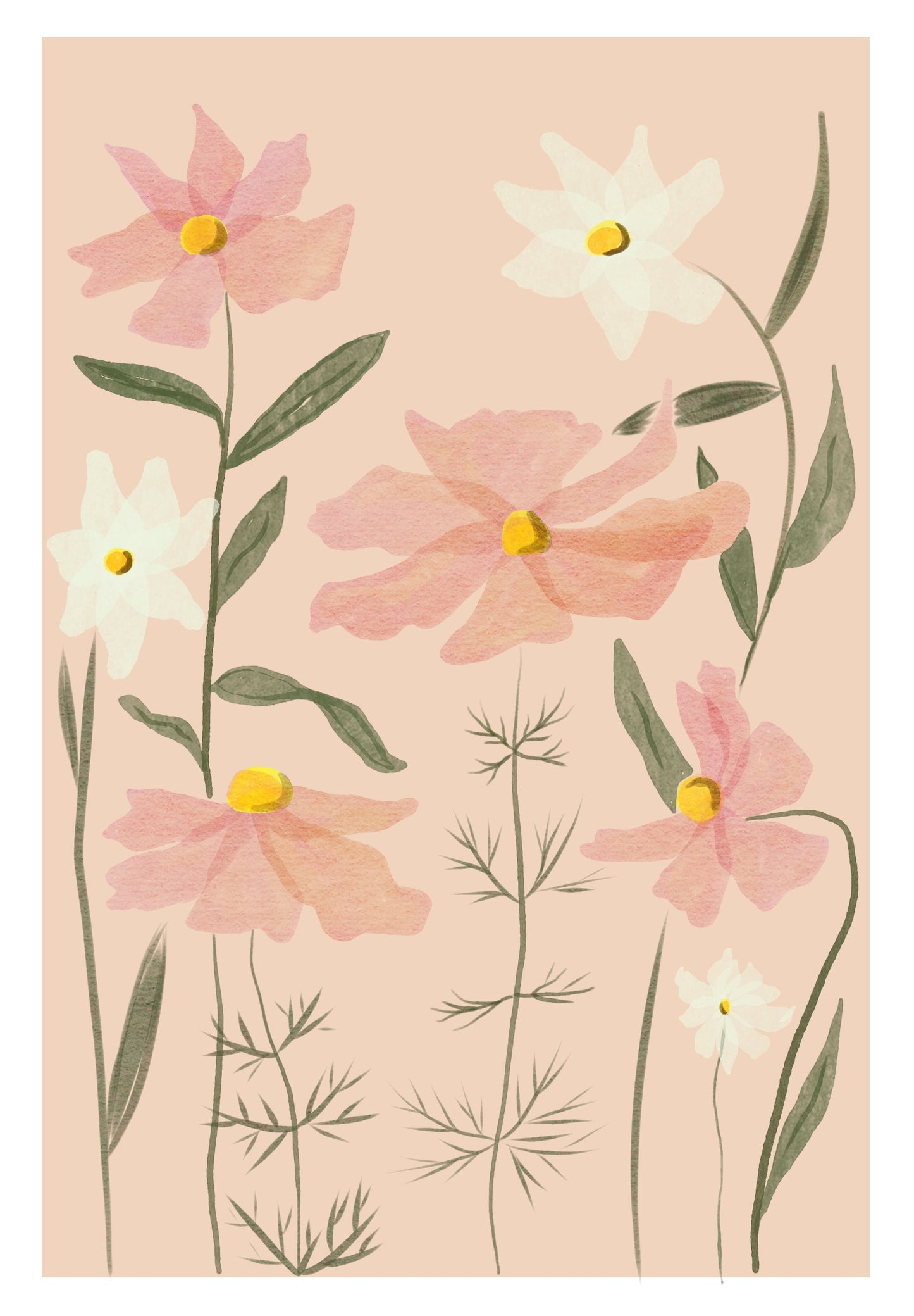 Cosmos roses et blancs