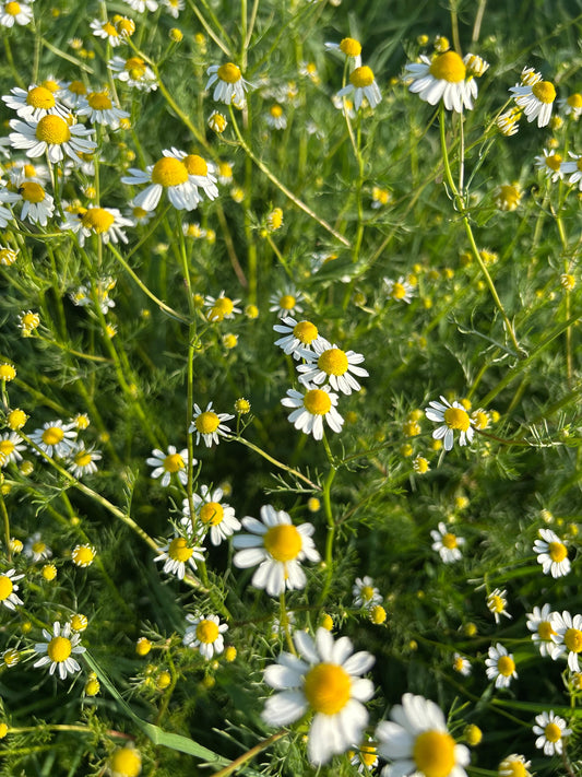 Fête de la nature à Houdan 🌱