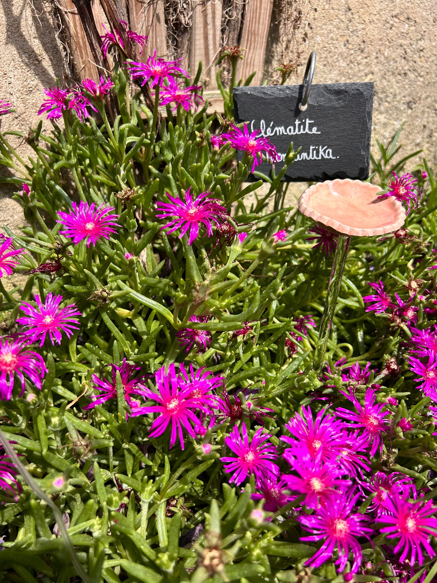 Hâltes fraîcheur pour pollinisateurs - papillons, abeilles