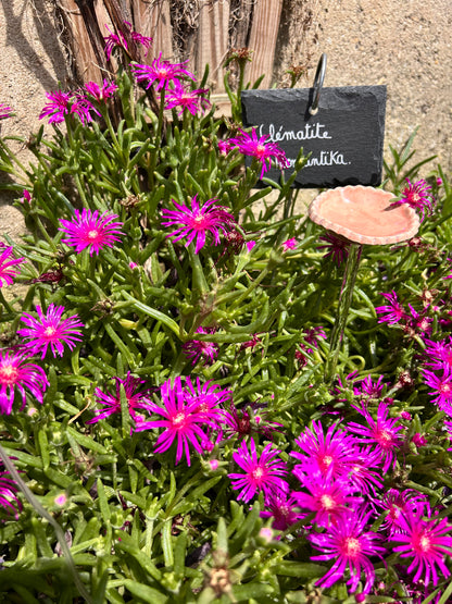 Hâltes fraîcheur pour pollinisateurs - papillons, abeilles