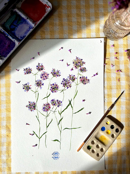 Aquarelle A4 - Verveine de Buenos Aires