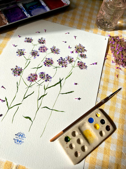 Aquarelle A4 - Verveine de Buenos Aires