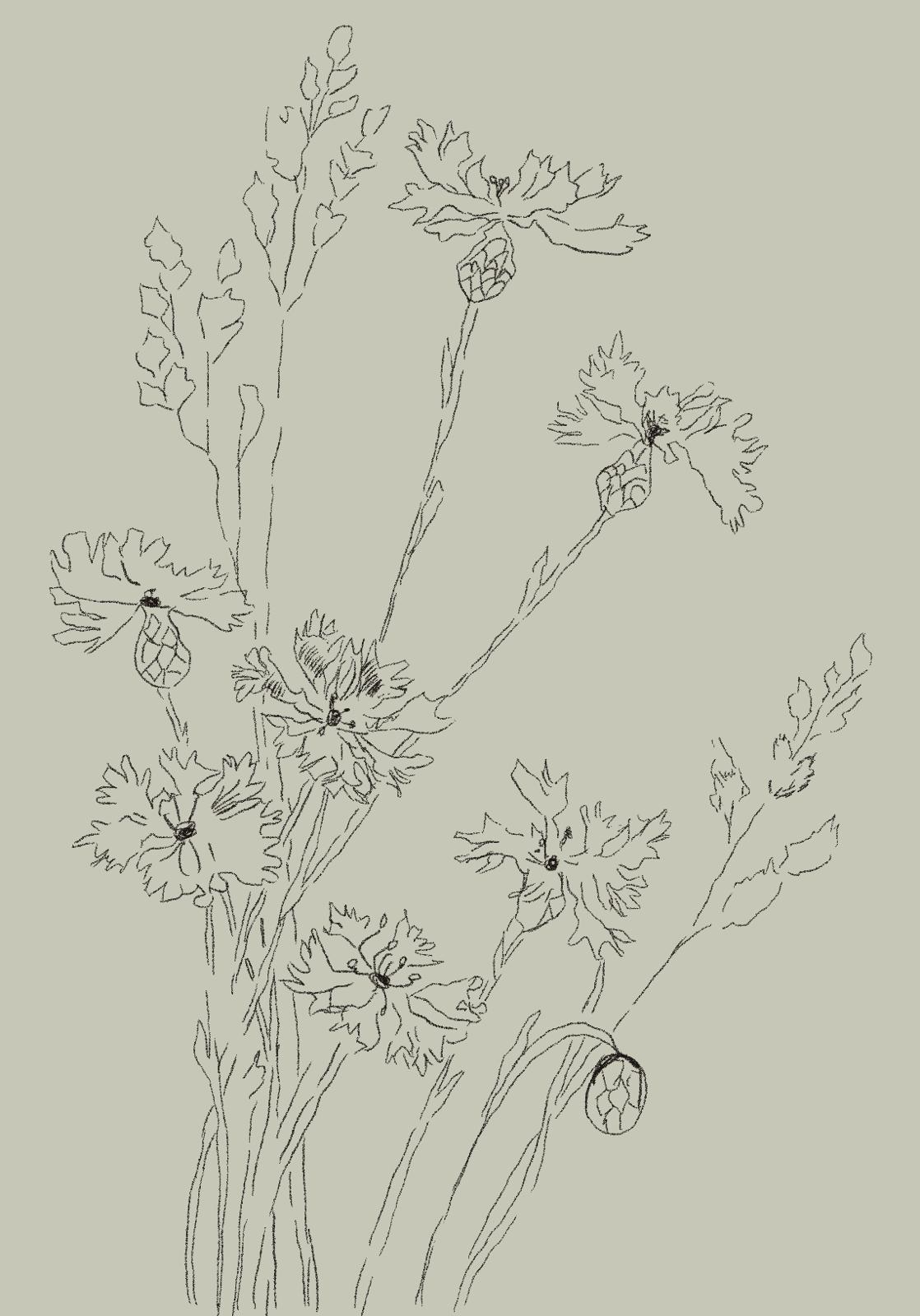 Etude botanique_bleuets 