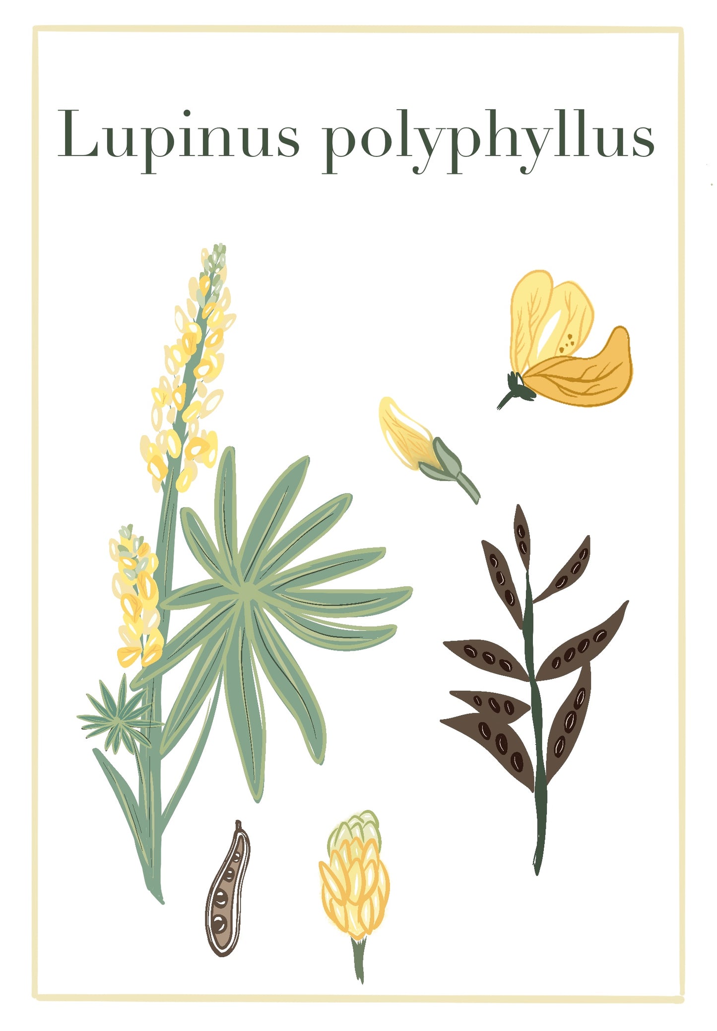 Etude lupin jaune 