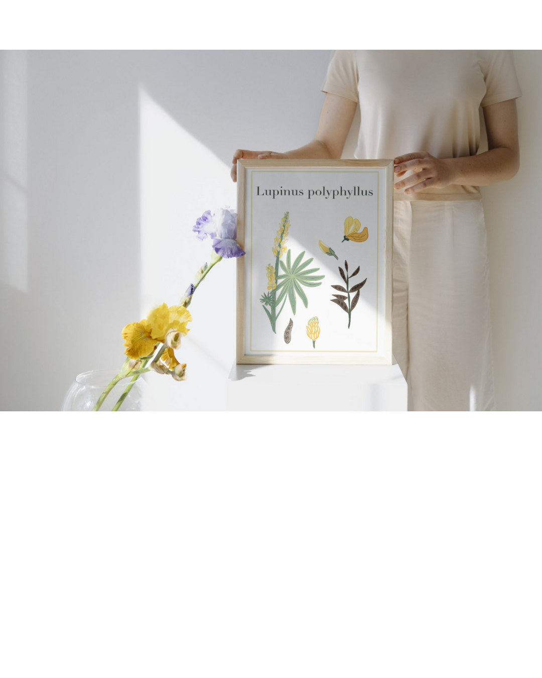 Etude lupin jaune encadre