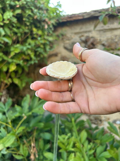 Hâltes fraîcheur pour pollinisateurs - papillons, abeilles