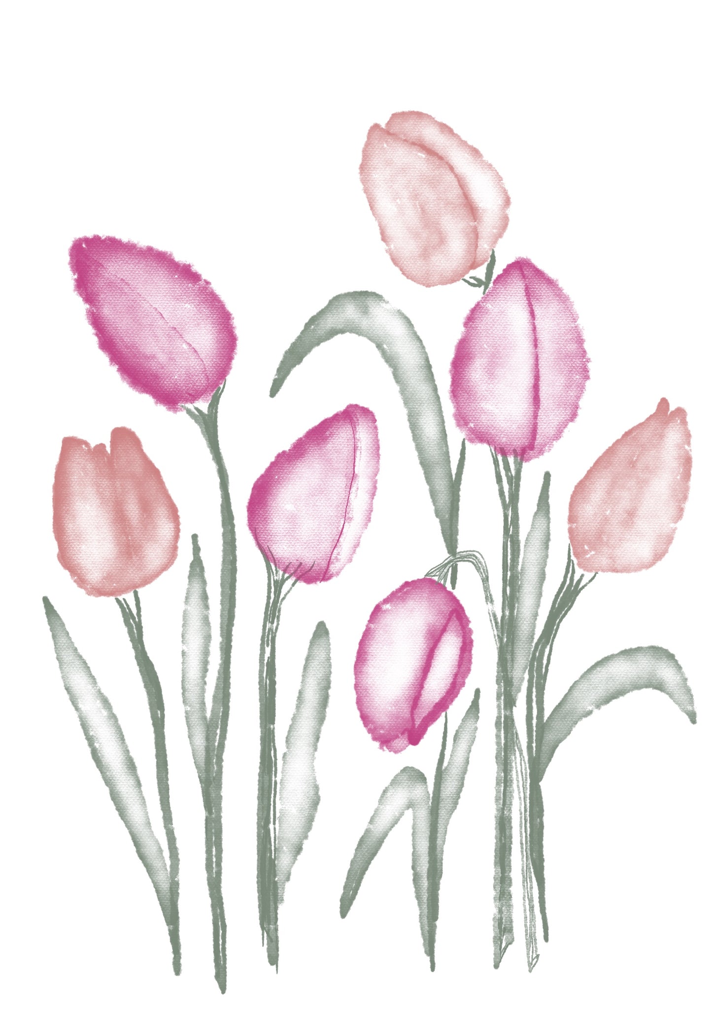Tulipes estompees sur fond blanc