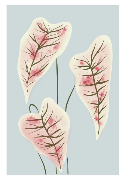 Illustration numérique A4 - Caladiums